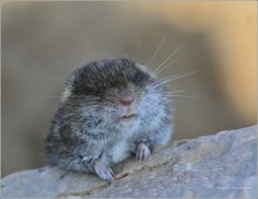 <p>HRABOŠ POLNÍ (Microtus arvalis) Šluknovsko /Common vole - Feldmaus/</p>